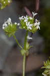 Nuttall's cornsalad